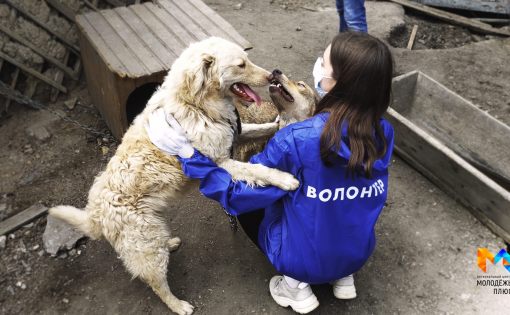 Волонтеры региона проведут акцию «Лапы дружбы»